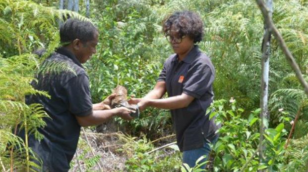EFL staff handling tree root in jungle