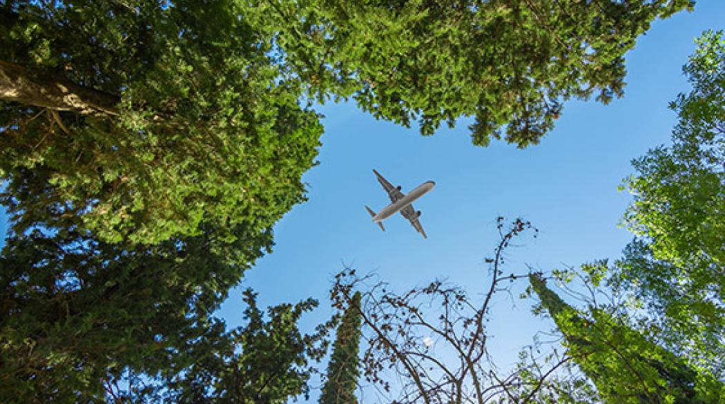 Forced perspective looking up at airplane through trees